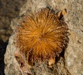 Flower of the baobab. Close-up. Madagascar. Royalty Free Stock Photo