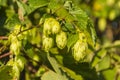 Flower bar (female flower) Humulus lupulus (common hop, hop) Royalty Free Stock Photo