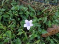 flower Barleria cristata Cultivated as an ornamental plant in villages and gardens