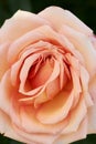 The flower of the Barock climbing rose is pale apricot yellow to pink