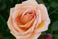 The flower of the Barock climbing rose is pale apricot yellow to pink with dark green leaves