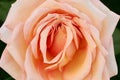 The flower of the Barock climbing rose is pale apricot yellow to pink