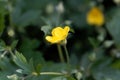 Flower of the barren strawberry Waldsteinia geoides