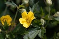 Flower of the barren strawberry Waldsteinia geoides