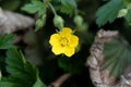 Flower of the barren strawberry Waldsteinia geoides