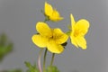 Flower of the barren strawberry Waldsteinia ternata Royalty Free Stock Photo