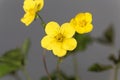 Flower of the barren strawberry Waldsteinia ternata Royalty Free Stock Photo