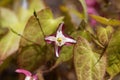 Flower of the barrenwort, Epimedium x rubrum Royalty Free Stock Photo