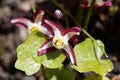 Flower of the barrenwort, Epimedium x rubrum Royalty Free Stock Photo