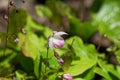 Flower of the barrenwort, Epimedium x youngianum Royalty Free Stock Photo