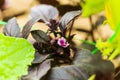 Flower Basil, great basil, Saint-Joseph`s-wort purple bush in the garden. Drip irrigation.