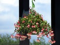 Flower Basket with Bleeding Heart Plant Royalty Free Stock Photo