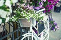 Flower in basket of vintage bicycle on vintage wooden house wall, summer concept Royalty Free Stock Photo