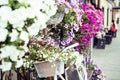 Flower in basket of vintage bicycle on vintage wooden house wall, summer street cafe Royalty Free Stock Photo