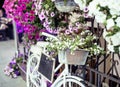 Flower in basket of vintage bicycle on vintage wooden house wall, summer street cafe close up europe Royalty Free Stock Photo