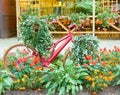 Flower In Basket Of Vintage Old Bicycle near Vintage Wooden Summer Street Cafe Royalty Free Stock Photo