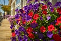 Flower Baskets, Coupeville, Washington