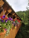 Flower baskets hanging outside of wooden pedestrian covered bridge. Sun Peaks, BC, Canada Royalty Free Stock Photo