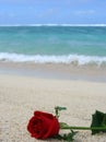 Flower on the beach