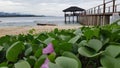 flower in the beach