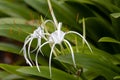 Beach spider lily, Hymenocallis littoralis Royalty Free Stock Photo