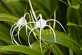 Beach spider lily, Hymenocallis littoralis Royalty Free Stock Photo