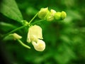 Flower beans that are blooming to be ready to be fruit