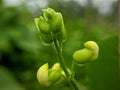 Flower beans that still do not bear fruit