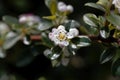 Flower of a bearberry cotoneaster, Cotoneaster dammeri