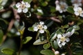 Flower of a bearberry cotoneaster, Cotoneaster dammeri