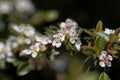 Flower of a bearberry cotoneaster, Cotoneaster dammeri