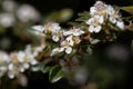 Flower of a bearberry cotoneaster, Cotoneaster dammeri