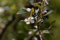 Flower of a bearberry cotoneaster, Cotoneaster dammeri