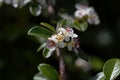 Flower of a bearberry cotoneaster, Cotoneaster dammeri