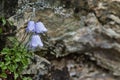 Flower of a Bearded Bellflower Campanula barbata Royalty Free Stock Photo