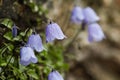 Flower of a Bearded Bellflower Campanula barbata Royalty Free Stock Photo