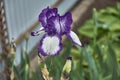 A flower of a bearded German iris with raindrops on a blurred green background.