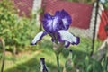 A flower of a bearded German iris with raindrops on a blurred green background.