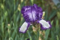 A flower of a bearded German iris with raindrops on a blurred green background.