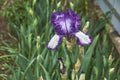 A flower of a bearded German iris with raindrops on a blurred green background.