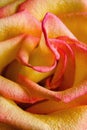 Flower of a beautiful blooming multicolored rose.