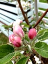 Flower in beautiful colour in Norway