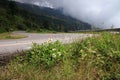 Flower on beautiful curve road in fog mountain nature landscape