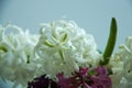 Flower - beautiful hyacinth Royalty Free Stock Photo