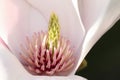 The flower of a beautiful Magnolia tree growing in a garden in the UK.