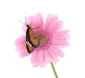Flower with painted lady butterfly isolated on white Royalty Free Stock Photo