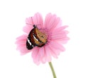 Flower with beautiful painted lady butterfly isolated Royalty Free Stock Photo