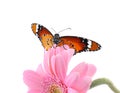 Flower with painted lady butterfly isolated on white Royalty Free Stock Photo