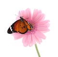 Flower with painted lady butterfly isolated on white Royalty Free Stock Photo