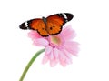 Flower with beautiful painted lady butterfly isolated Royalty Free Stock Photo